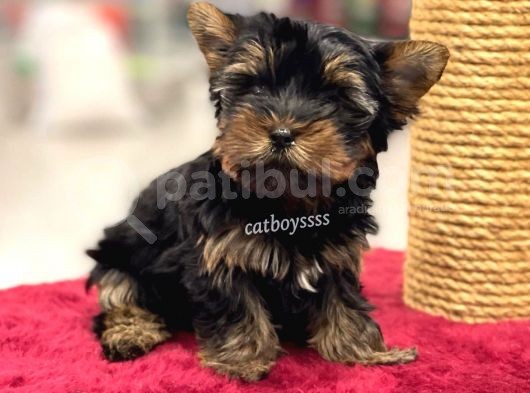 Safkan Yorkshire Terrier Erkek Yavrumuz görsel