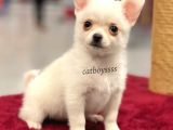 Longhair Beyaz Chihuahua Erkek Yavrumuz