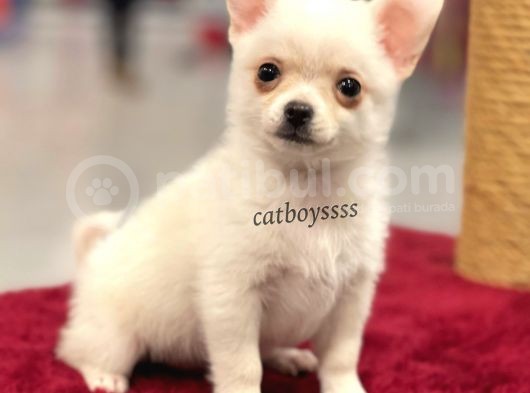 Longhair Beyaz Chihuahua Erkek Yavrumuz görsel