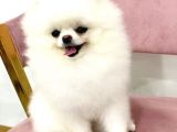 Pomeranian Boo Yavruları