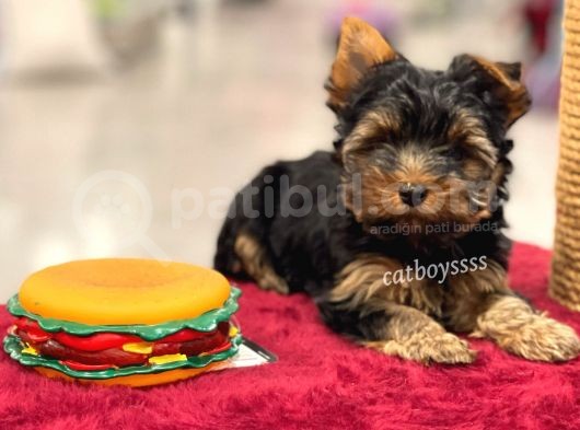 Mini Yorkshire Terrier Erkek Yavrumuz görsel
