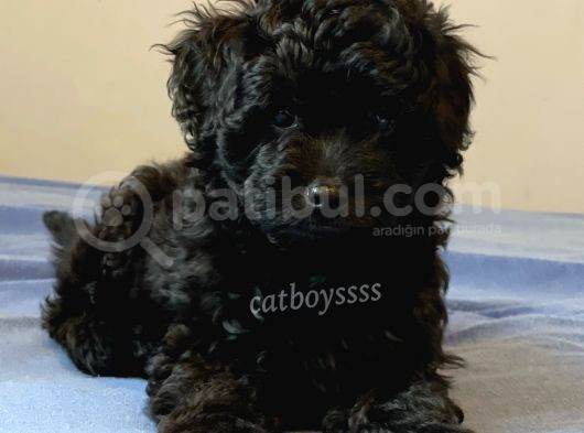 Siyah İnci Dişi Black Toy Poodle Yavrularımız görsel