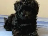 Siyah İnci Dişi Black Toy Poodle Yavrularımız