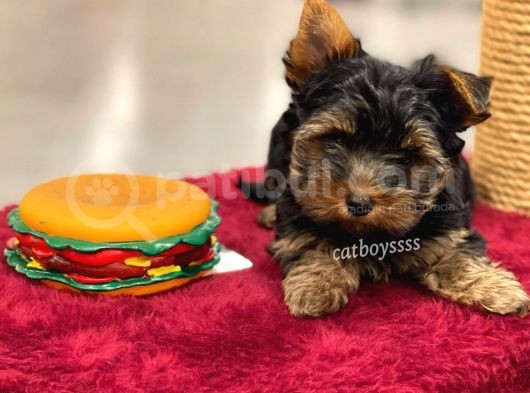Mini Yorkshire Terrier Erkek Yavrumuz görsel