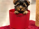 Mini Yorkshire Terrier Erkek Yavrumuz