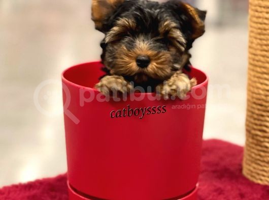 Mini Yorkshire Terrier Erkek Yavrumuz görsel