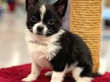 Siyah Beyaz Longhair Chihuahua Yavrumuz