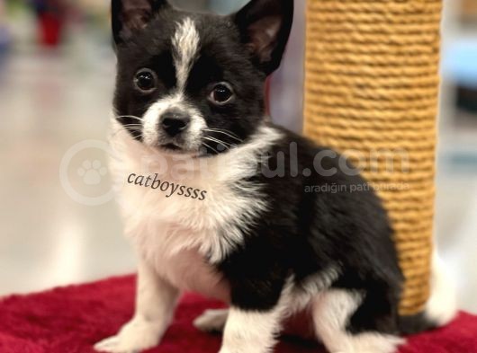 Siyah Beyaz Longhair Chihuahua Yavrumuz görsel