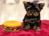 Safkan Yorkshire Terrier Erkek Yavrumuz