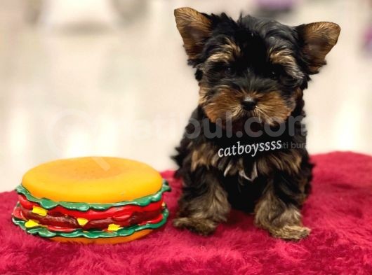 Safkan Yorkshire Terrier Erkek Yavrumuz görsel
