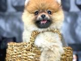 Yavrupatiler'Den Mini Pomeranian Boo  Oğlumuz Tarçın / Yarışma Düzeyi