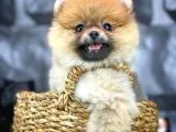 Yavrupatiler'den Mini Pomeranian Boo  Oğlumuz Tarçın / Yarışma Düzeyi