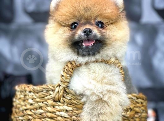 Yavrupatiler'Den Mini Pomeranian Boo  Oğlumuz Tarçın / Yarışma Düzeyi görsel