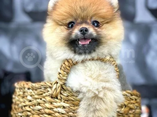 Yavrupatiler'Den Mini Pomeranian Boo  Oğlumuz Tarçın / Yarışma Düzeyi