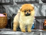 Yavrupatiler'Den Mini Pomeranian Boo  Oğlumuz Tarçın / Yarışma Düzeyi