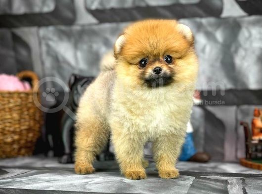 Yavrupatiler'Den Mini Pomeranian Boo  Oğlumuz Tarçın / Yarışma Düzeyi görsel