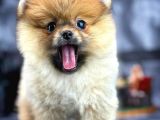 Yavrupatiler'Den Mini Pomeranian Boo  Oğlumuz Tarçın / Yarışma Düzeyi