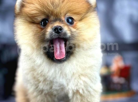 Yavrupatiler'Den Mini Pomeranian Boo  Oğlumuz Tarçın / Yarışma Düzeyi görsel