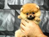 Yavrupatiler'Den Mini Pomeranian Boo  Oğlumuz Tarçın / Yarışma Düzeyi