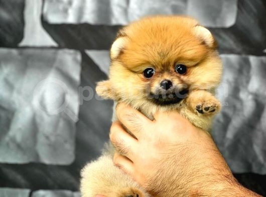 Yavrupatiler'Den Mini Pomeranian Boo  Oğlumuz Tarçın / Yarışma Düzeyi görsel