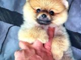 Yavrupatiler'Den Mini Pomeranian Boo  Oğlumuz Tarçın / Yarışma Düzeyi
