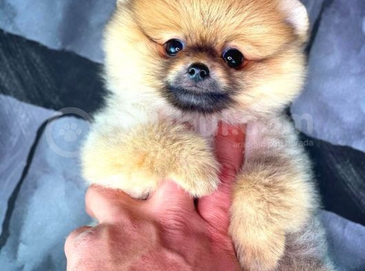 Yavrupatiler'Den Mini Pomeranian Boo  Oğlumuz Tarçın / Yarışma Düzeyi görsel