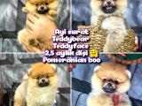 Yavrupatiler'Den Mini Pomeranian Boo  Oğlumuz Tarçın / Yarışma Düzeyi