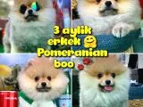 Yavrupatiler'den Safkan Pomeranian Boo Oğlumuz Arti̇st