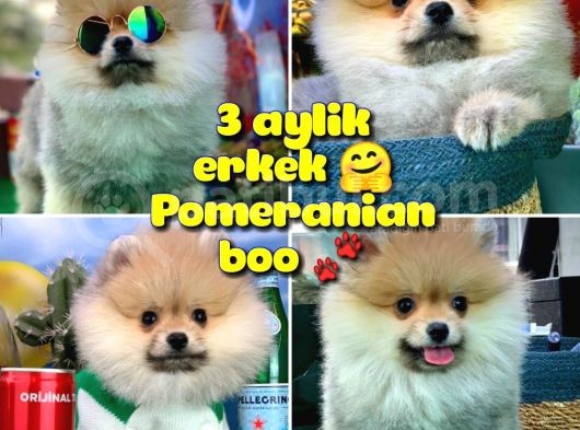 Yavrupatiler'Den Safkan Pomeranian Boo Oğlumuz Arti̇st görsel