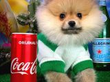 Yavrupatiler'Den Safkan Pomeranian Boo Oğlumuz Arti̇st