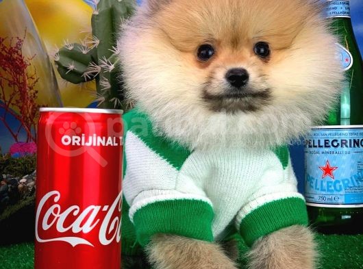 Yavrupatiler'Den Safkan Pomeranian Boo Oğlumuz Arti̇st görsel