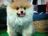 Yavrupatiler'Den Safkan Pomeranian Boo Oğlumuz Arti̇st