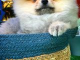 Yavrupatiler'Den Safkan Pomeranian Boo Oğlumuz Arti̇st