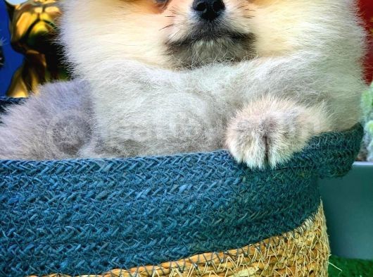 Yavrupatiler'Den Safkan Pomeranian Boo Oğlumuz Arti̇st görsel
