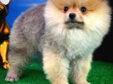 Yavrupatiler'Den Safkan Pomeranian Boo Oğlumuz Arti̇st