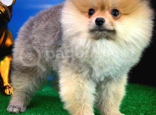 Yavrupatiler'Den Safkan Pomeranian Boo Oğlumuz Arti̇st görsel
