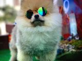 Yavrupatiler'Den Safkan Pomeranian Boo Oğlumuz Arti̇st
