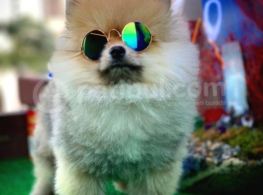 Yavrupatiler'Den Safkan Pomeranian Boo Oğlumuz Arti̇st görsel