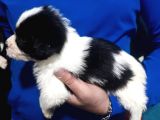 Morkie Yavrular