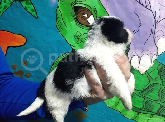 Morkie Yavrular görsel