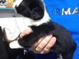 Morkie Yavrular