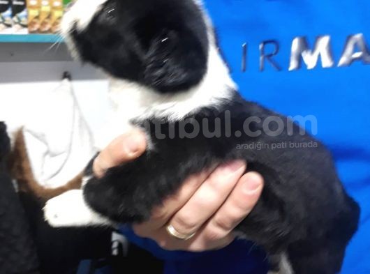 Morkie Yavrular görsel