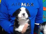 Morkie Yavrular