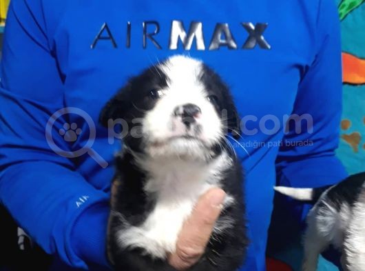 Morkie Yavrular görsel