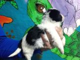 Morkie Yavrular