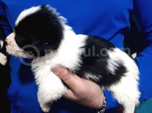 Morkie Yavrular görsel
