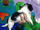 Morkie Yavrular