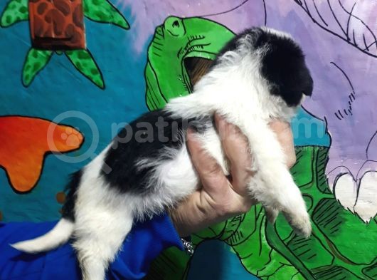 Morkie Yavrular görsel