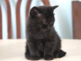 1.5 Aylık British Shorthair Siyah
