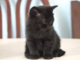 1.5 Aylık British Shorthair Siyah